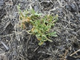 Puccinia lagenophorae image