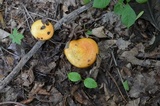 Lactarius croceus image