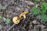 Lactarius croceus image