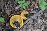 Lactarius croceus image
