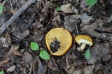 Lactarius croceus image
