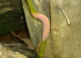 Puccinia komarovii image