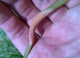 Puccinia komarovii image