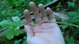 Puccinia komarovii image
