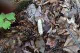 Leccinum snellii image
