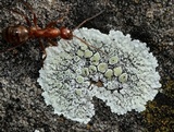 Lecanora valesiaca image