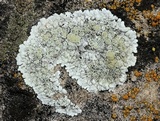 Lecanora valesiaca image