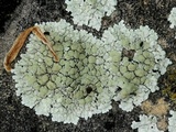 Lecanora valesiaca image