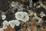 Lecanora valesiaca image