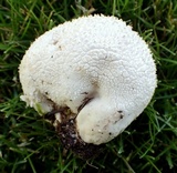 Calvatia lloydii image