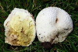 Calvatia lloydii image