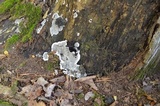 Kretzschmaria deusta image