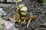 Kuehneromyces marginellus image