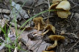 Kuehneromyces marginellus image