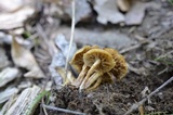 Kuehneromyces marginellus image