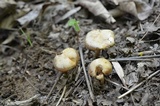 Kuehneromyces marginellus image