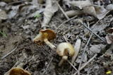 Kuehneromyces marginellus image