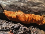 Pycnoporellus alboluteus image