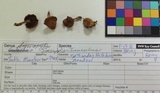 Simocybe centunculus var. centunculus image