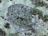 Caloplaca cerina image