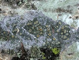 Caloplaca cerina image