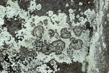 Image of Lepraria eburnea