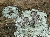 Lepraria eburnea image