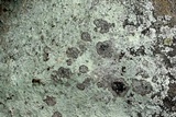 Lepraria eburnea image