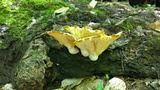 Pleurotus dryinus image