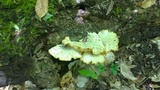 Pleurotus dryinus image