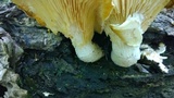 Pleurotus dryinus image