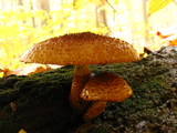 Leucopholiota decorosa image