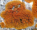 Xanthoria elegans image
