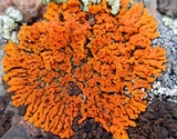 Xanthoria elegans image