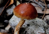 Austroboletus lacunosus image