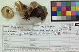 Polyporus leptocephalus image