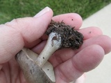 Megacollybia rodmanii image