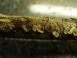 Stereum sanguinolentum image