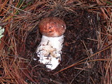 Leccinum manzanitae image