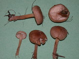 Rhodocybe nitellina image