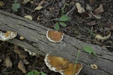 Daedaleopsis confragosa image