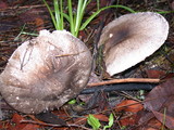 Agaricus deardorffensis image