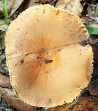 Lactifluus hygrophoroides image