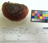 Fomitopsis mounceae image