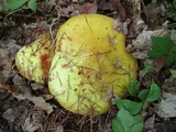 Suillus grevillei image