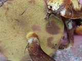 Suillus grevillei image