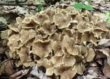 Polyporus umbellatus image