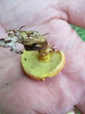 Suillus grevillei image