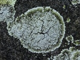 Rhymbocarpus neglectus image
