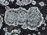 Rhymbocarpus neglectus image